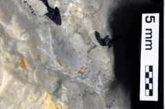 Foto (Detailansicht) von Decapoda indet. (NHMW-GEO-1990-0041-0329)